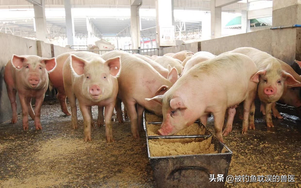 低成本高效益的养猪法,低成本发展养殖业