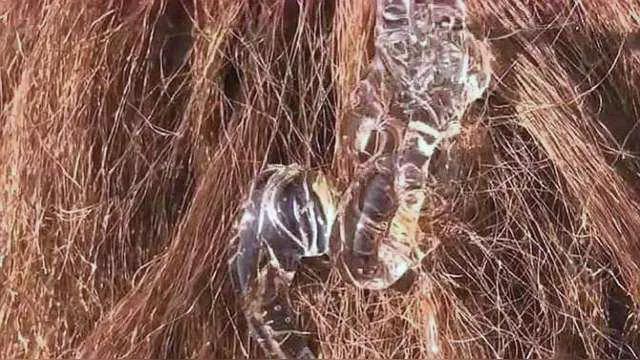 如何使头发变得柔顺小妙招,头发干枯毛躁变得柔顺光滑小妙招