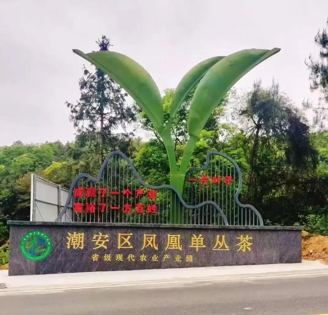 凤凰单丛茶由来,凤凰单丛茶清香型