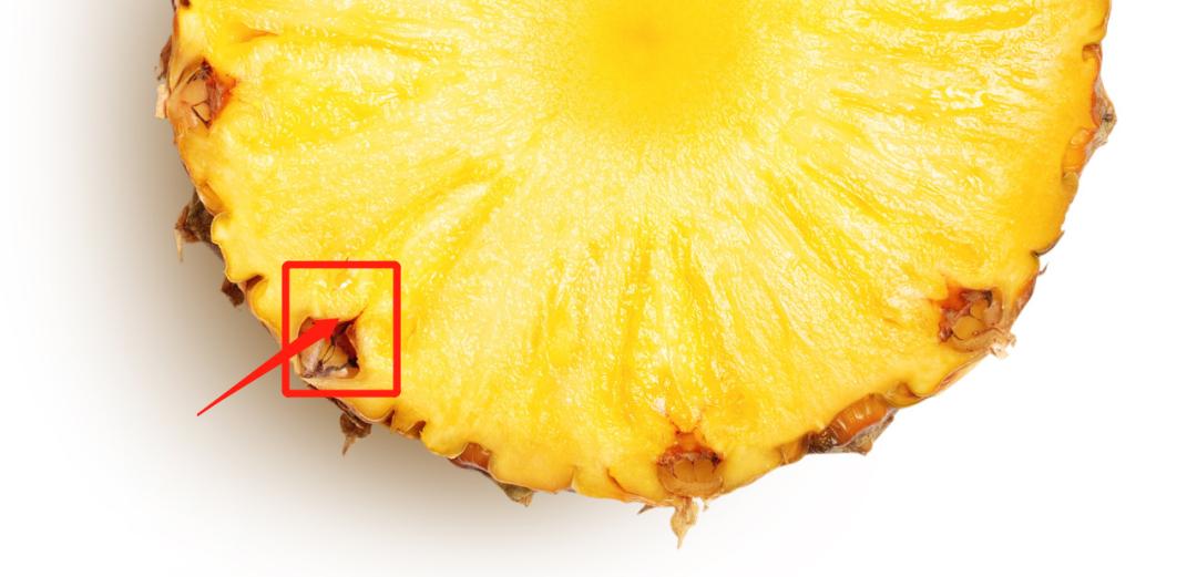 水培凤梨菠萝,菠萝水培最简单的方法