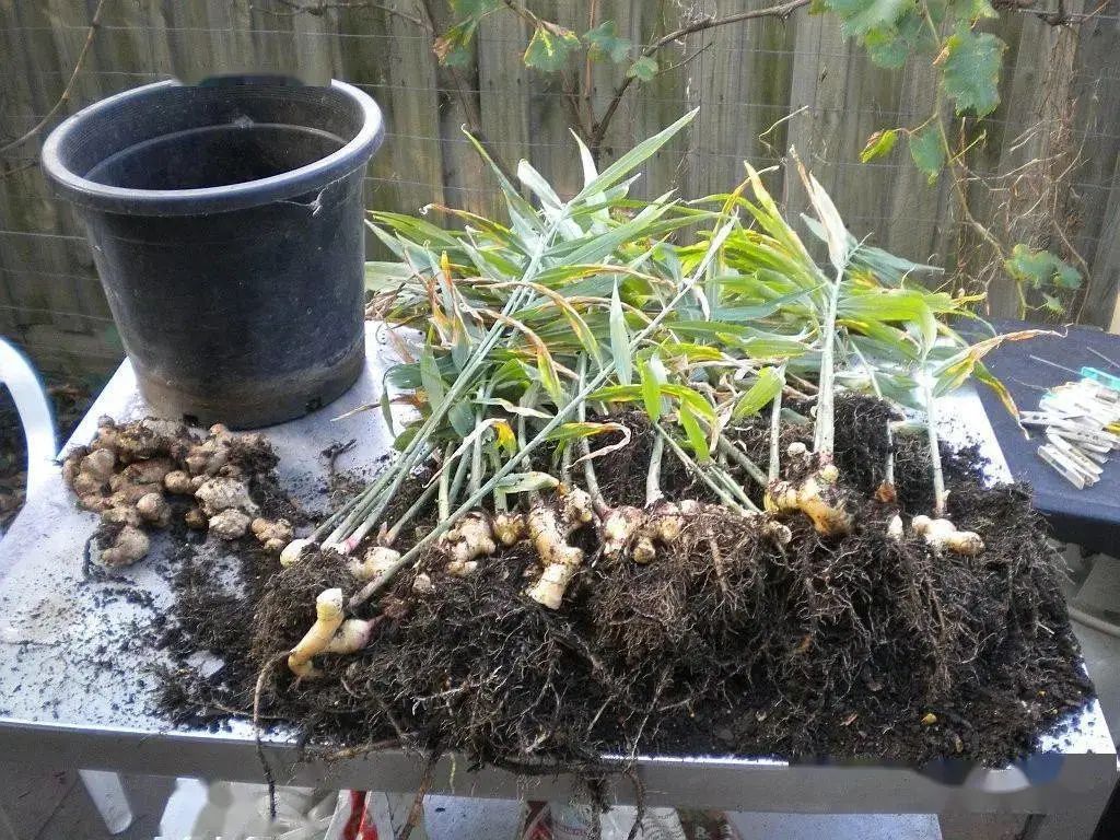 生姜的盆栽养殖方法,家庭盆栽生姜的技术