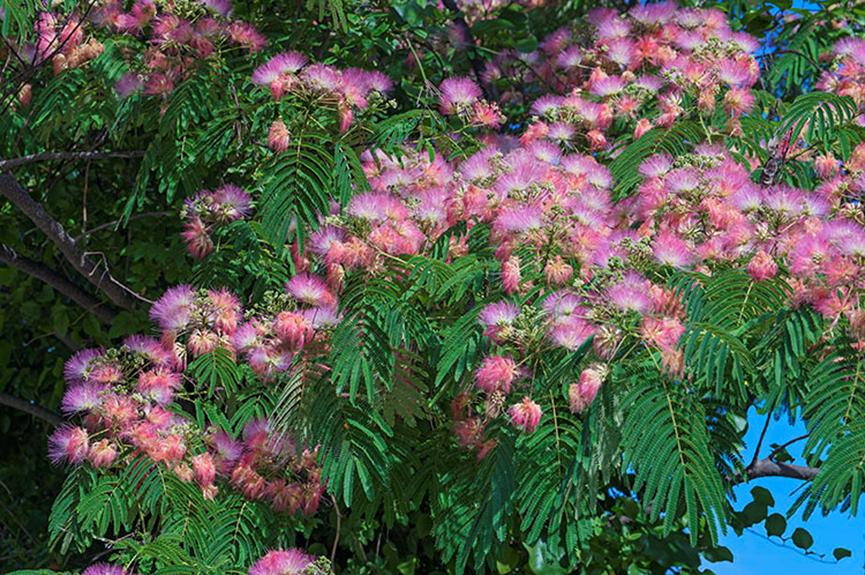 迪拜适合养什么植物,迪拜常见花草