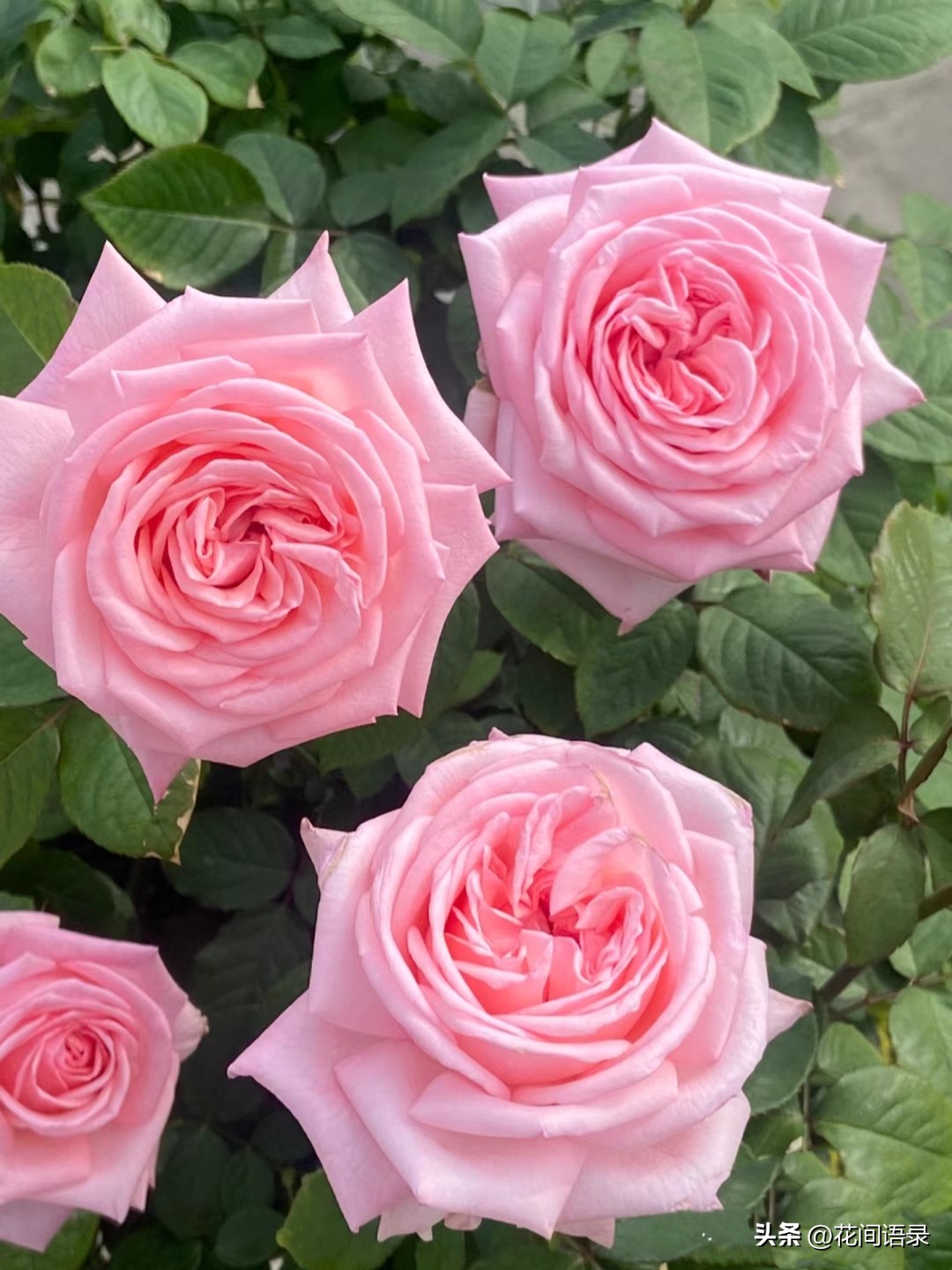 刘亦菲抱的鲜花是什么花呀,刘亦菲抱鲜花的照片为啥那么火