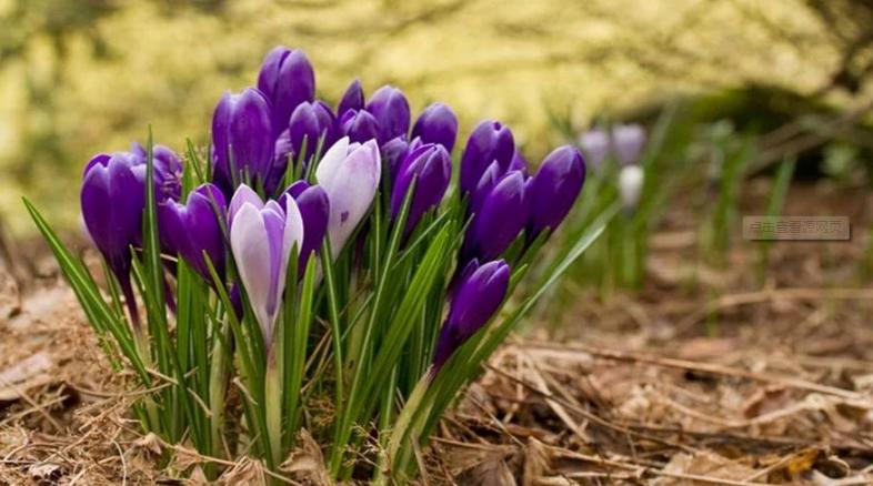 什么种球适合冬天开花,适合冬季种植的种球花卉