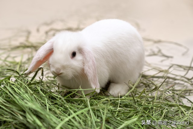 兔子飞机耳咋回事,兔子飞机耳