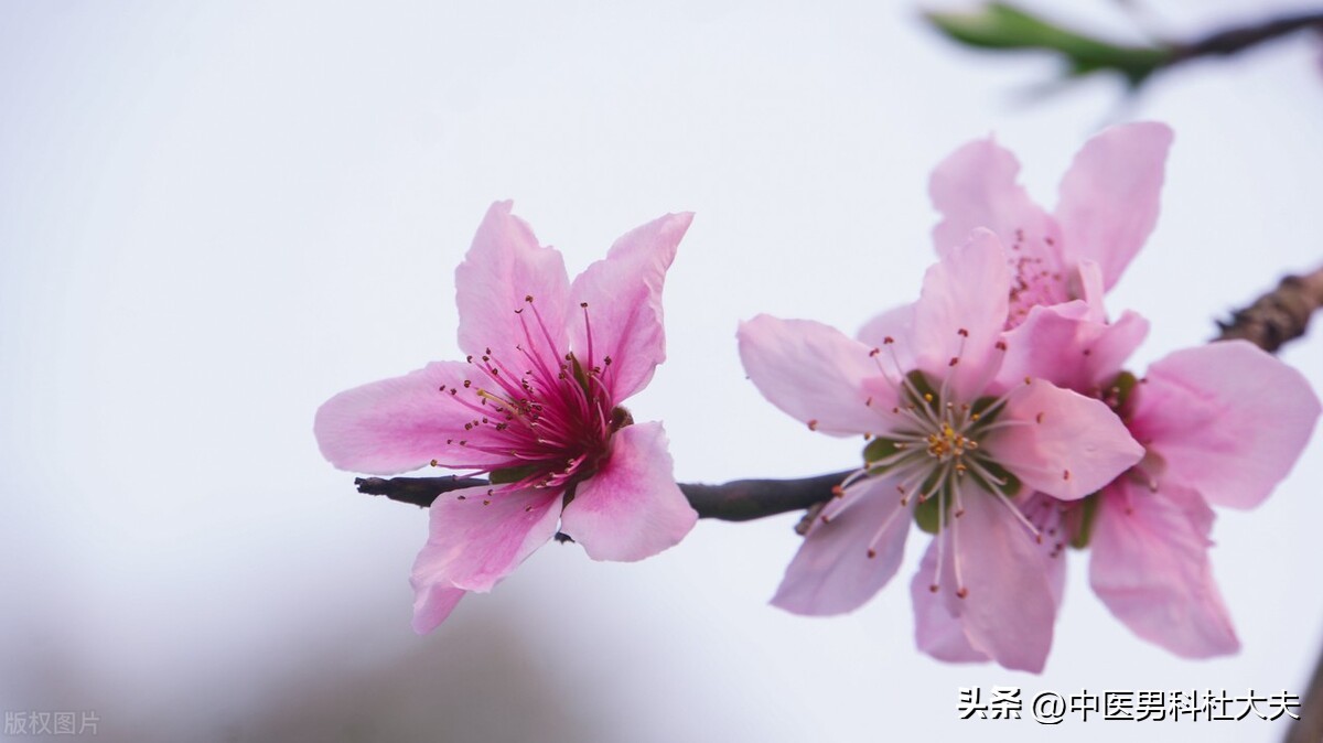 六味地黄汤经方,六味地黄汤如何治疗消渴病