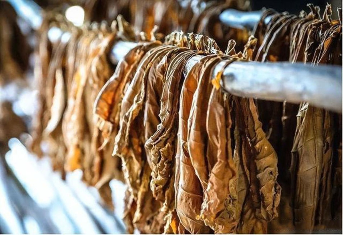 782万的雪茄是什么牌子,一支烟比一套房还贵