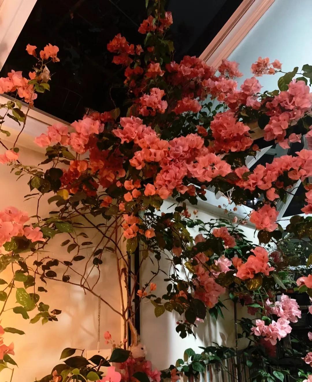 90后姑娘回家改造楼顶花园,5000元楼顶造花园