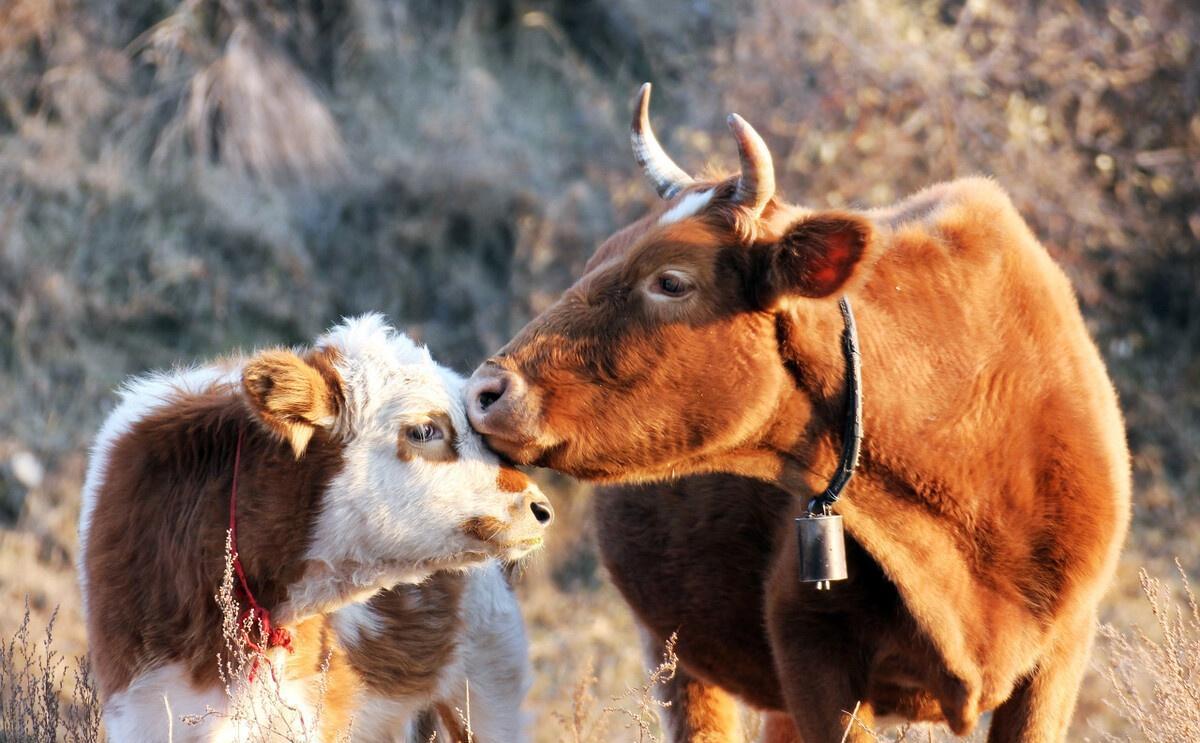 怎么判断母牛发情？怎么知道母牛是否排卵？以下牛繁殖技术请收藏