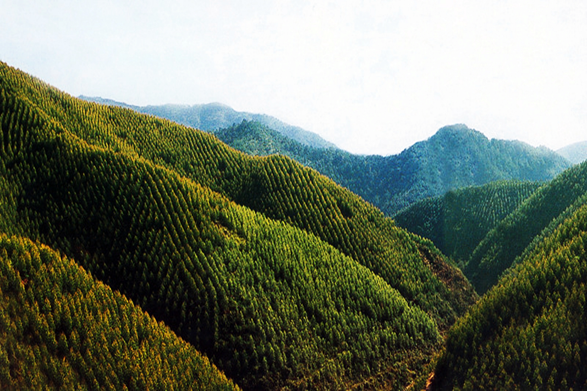 广西桉木加工的高端化之急