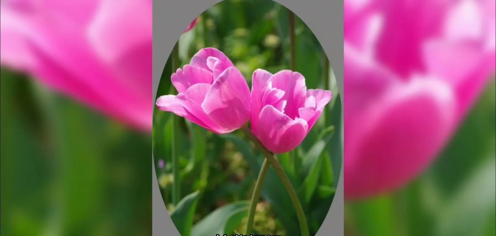 痛并快乐着的文案,痛并快乐着专辑正版