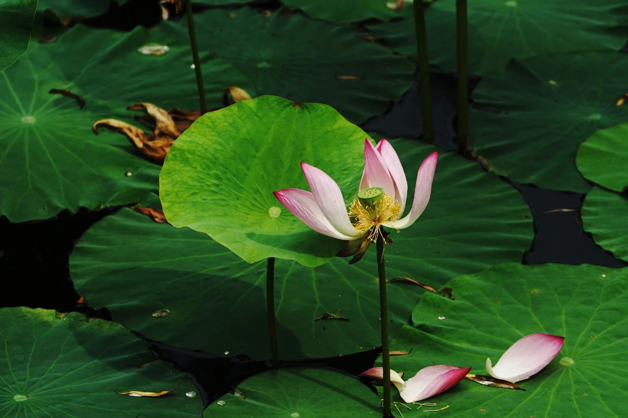 郑州赏荷,郑州赏荷最佳路线图