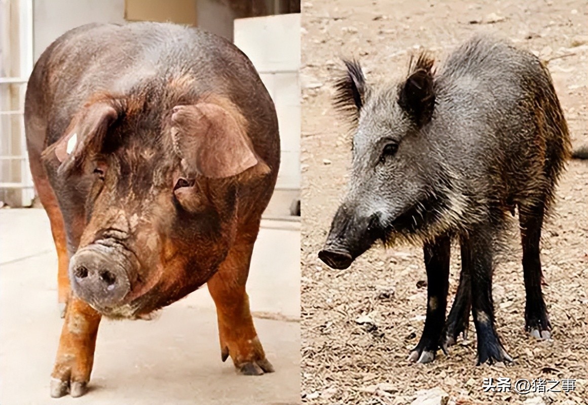 揭秘猪的秘密,猪的由来是啥