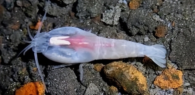 海底火山口的虾不能煮熟吗,450度虾能煮熟吗