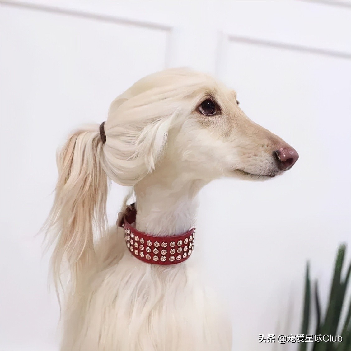 最高贵的狗阿富汗猎犬,最高贵的阿富汗猎犬