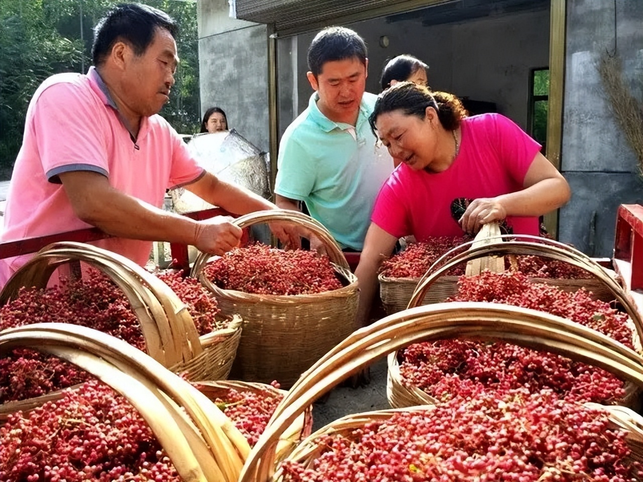 全国哪的花椒最正宗？经过对比，这4个地方名气最大，有你家乡吗