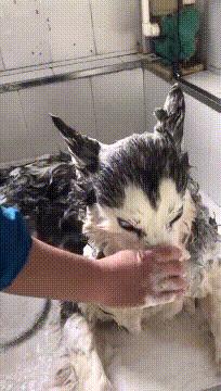 屏幕上出现五条白线什么意思,当屏幕出现五条虚线的时候