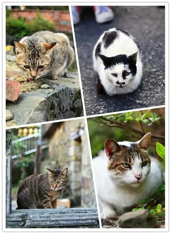 我的旅游日记2015游台湾之二,台湾游览祖国大好河山