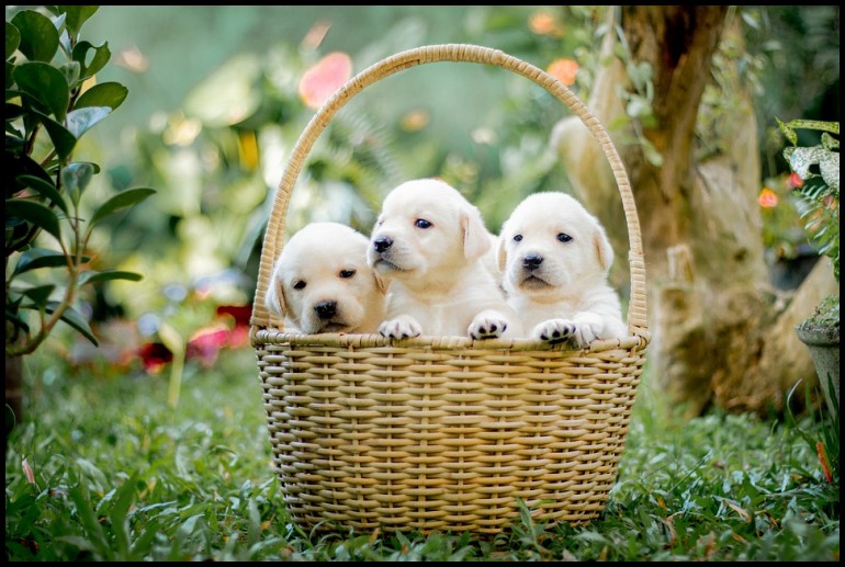 如何使用ai写论文,如何用ai写出自己想要的文章