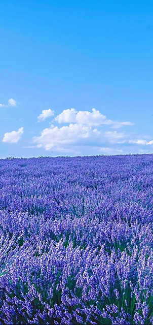鑻规灉鍞編涓撶敤澹佺焊鍏ㄥ睆,鍜栧暋鍞編鎰忓澹佺焊鍏ㄥ睆
