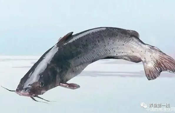 叉尾鮰肠炎治疗,叉尾鮰套肠是什么原因引起的