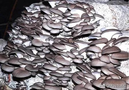 玉米秸秆培育食用菌产量如何,秸秆栽培食用菌技术资料大全