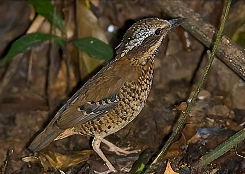 鸟儿大全高清图,高清珍稀鸟动态图片大全
