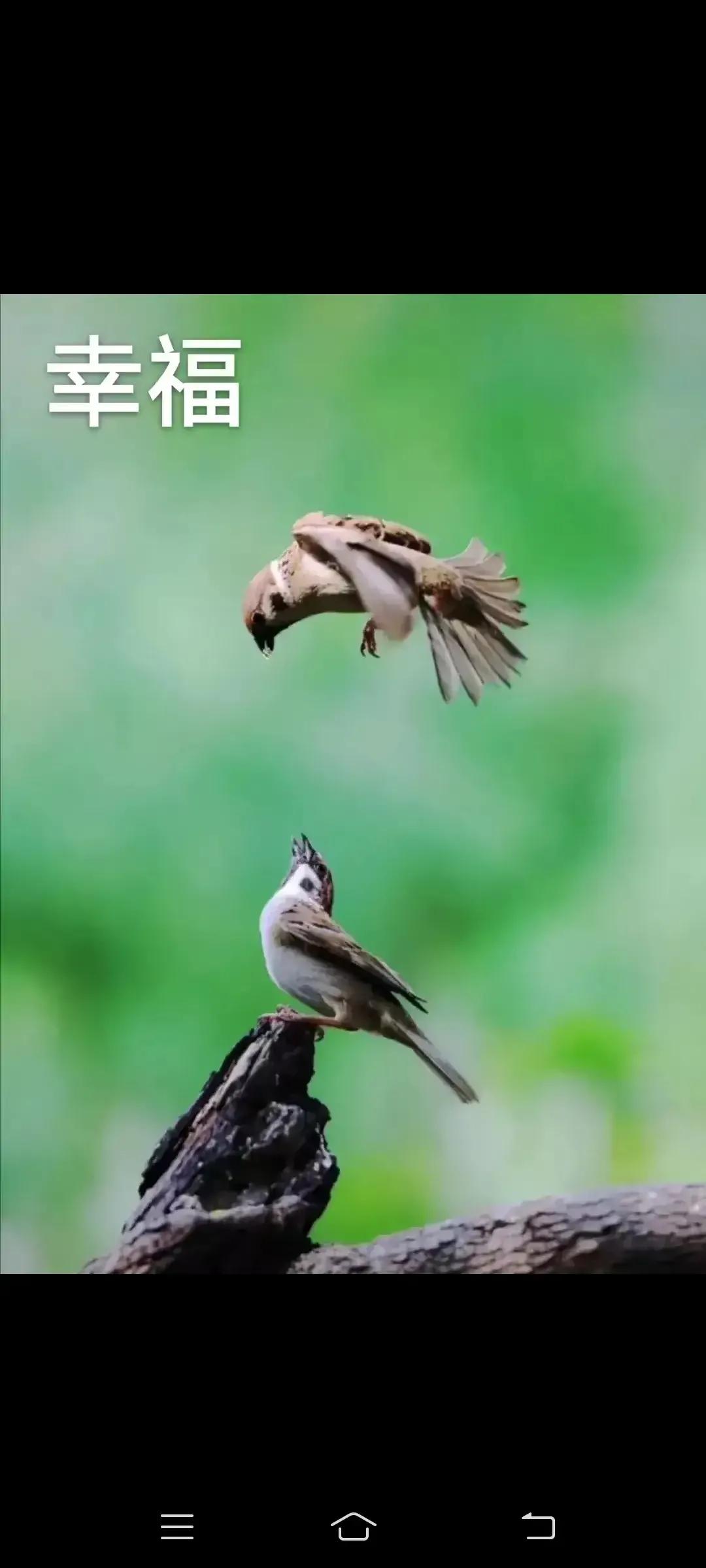 2023年农历是什么年癸卯年,2023年农历癸卯年是金兔年吗