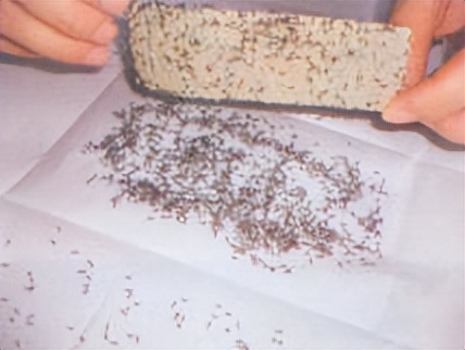 飞蚁防治小妙招,收获蚁怎样保产