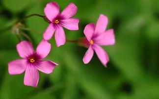 传说中的幸运有什么用,传说中的幸运原石