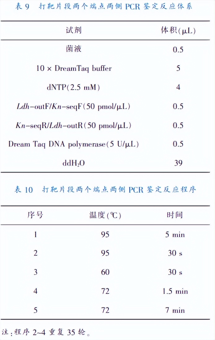 乳酸脱氢酶基因敲除之后,对钝齿棒杆菌菌株构建有什么影响