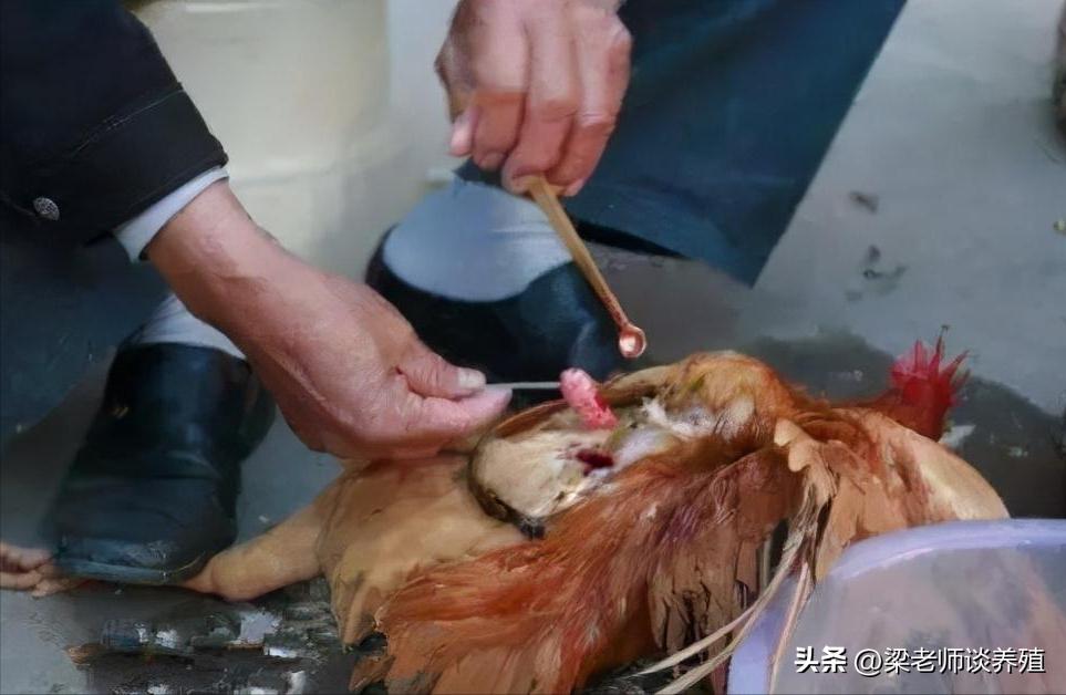 阉鸡技艺从什么时候开始的,古老的阉鸡方法