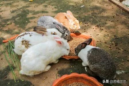 养殖500只兔子一年能赚多少,养殖3000只兔子