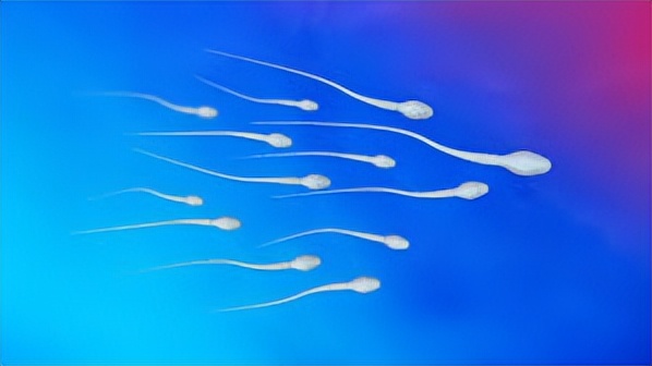 精子战争：生物史中最残酷的大逃杀，每个人都是亿里挑一的幸运儿
