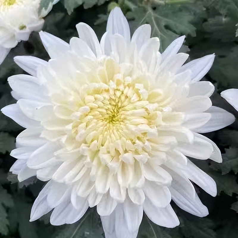 花洲诗苑/众友合辑第31期深切悼念邓州才女耿秀丽*白云朵朵专刊