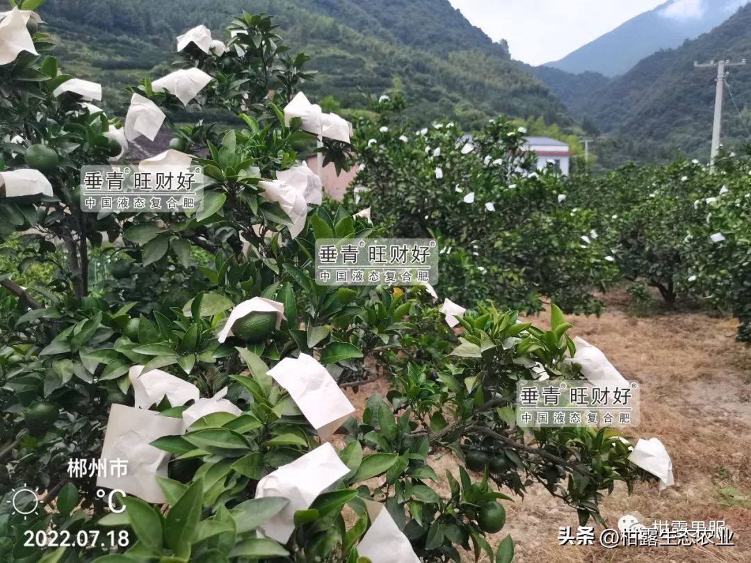 沃柑砂糖橘清香橘,沃柑果防晒