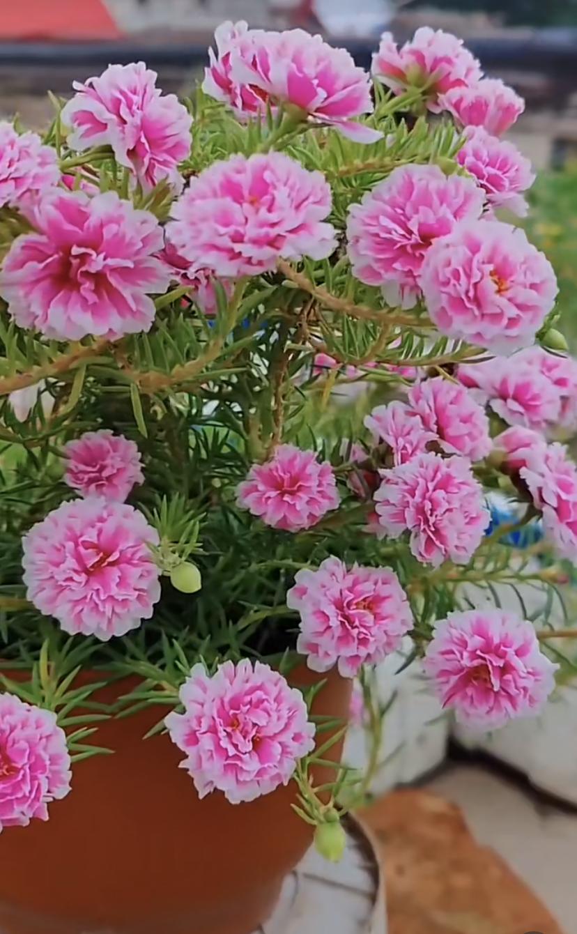 耐热的花好养的有哪些花卉,花期长耐热又好养的花卉