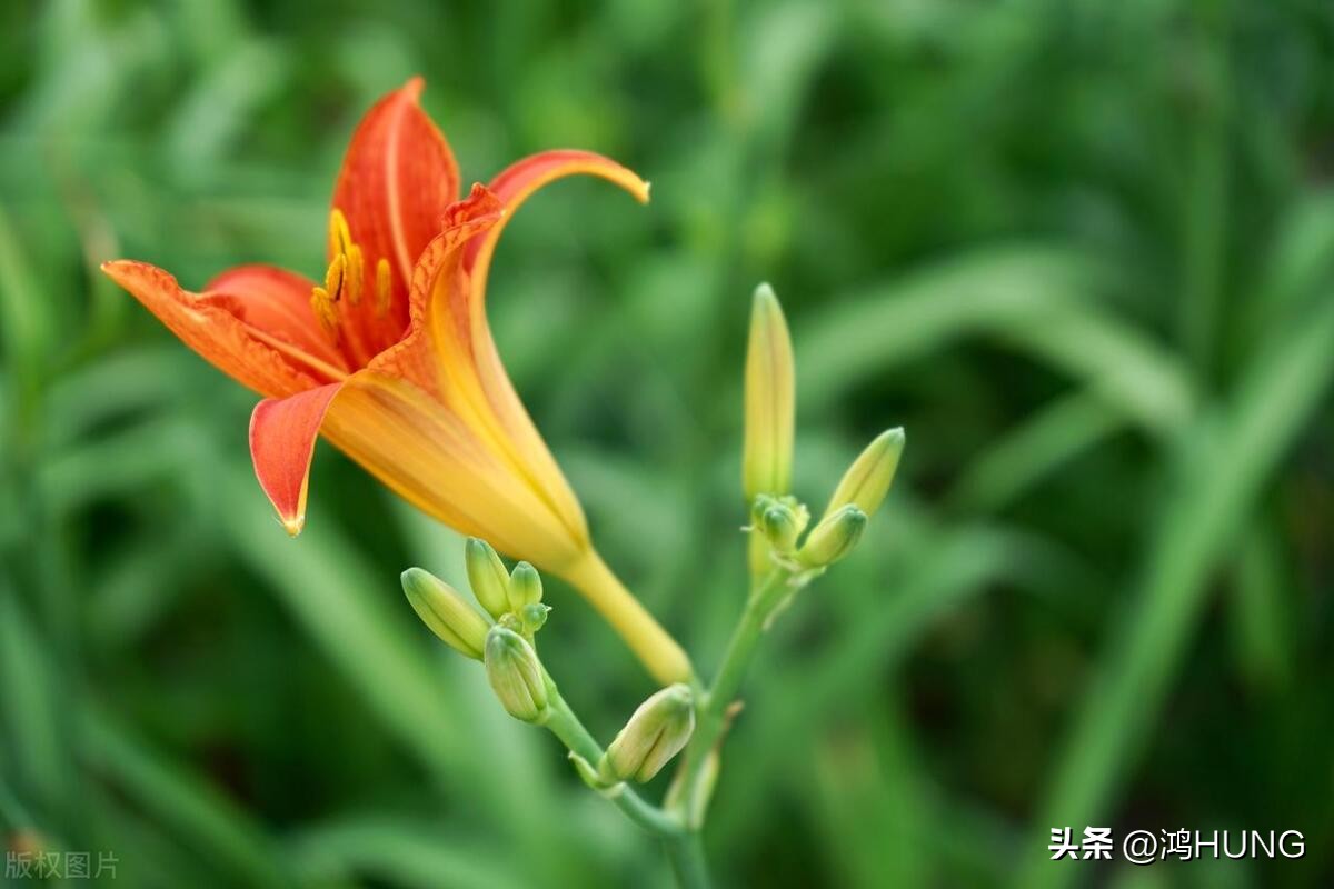 母亲节忘忧草,萱草忘忧母亲节