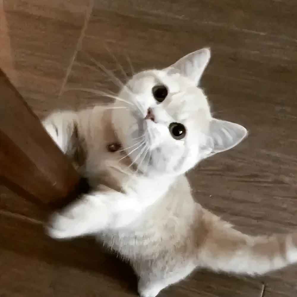 猫咪绝育完要买什么药,猫咪绝育需要知道的哪些事