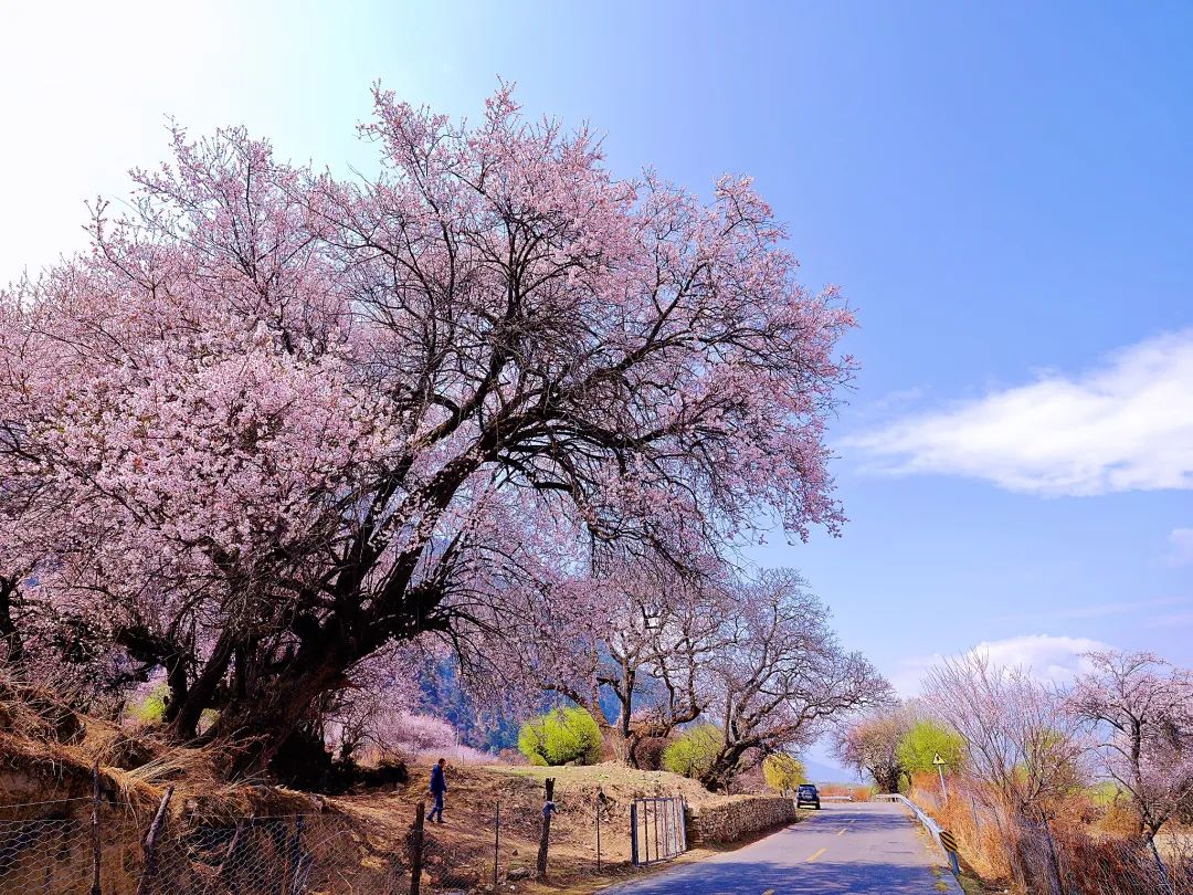 龙泉山看桃花徒步最佳路线,徒步穿越十里桃花漫山遍野