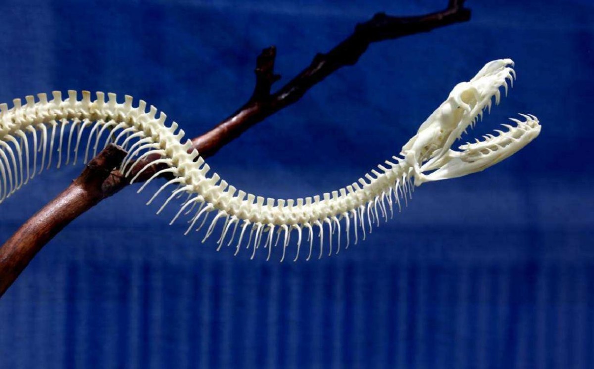 蛇獴能打败眼镜蛇，不慎被毒蛇咬伤也没事？抗毒原理能否用于人类