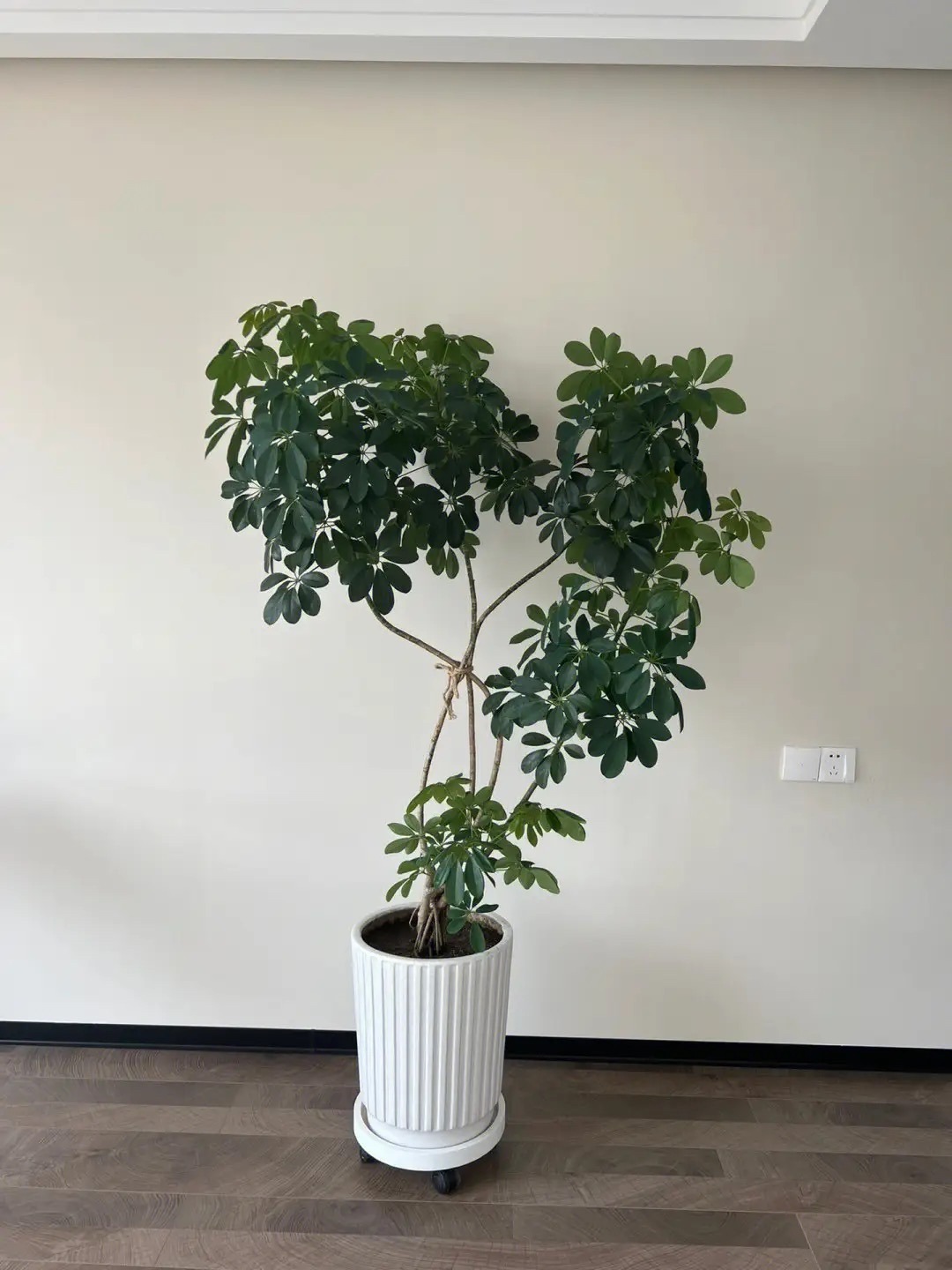 客厅最旺财的4种树,客厅种什么绿植最佳风水好