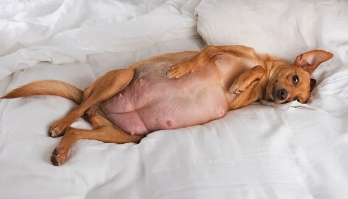 狗狗在生小狗前有什么反应,怎么看出狗狗生没生完