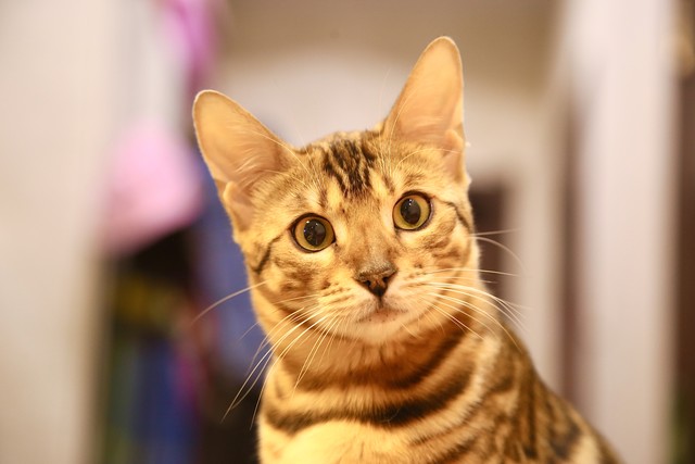 常见的宠物猫有哪些品种,十种常见的宠物猫