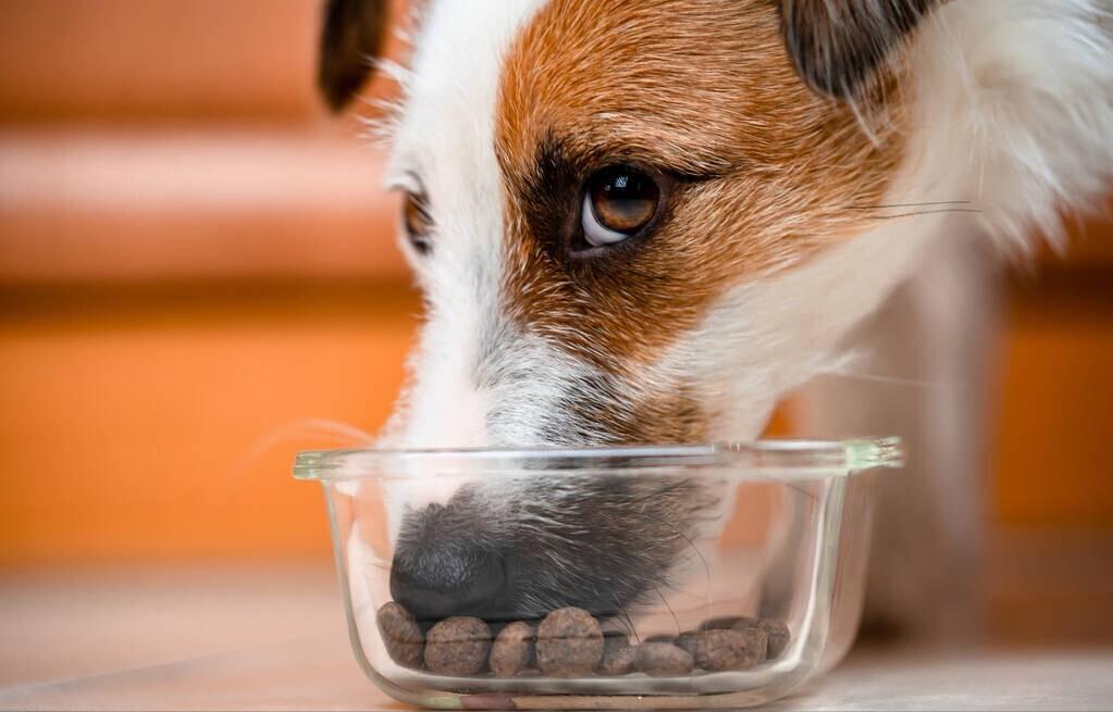 狗粮什么牌子好4款狗粮实测,什么样牌子的狗粮比较好