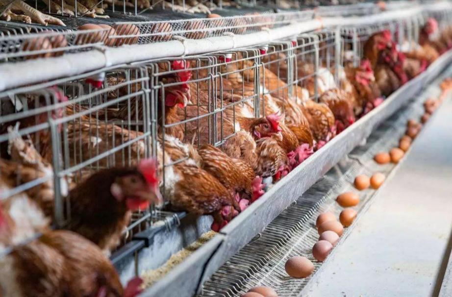 老乡鸡凭什么成为中式快餐第一,老乡鸡能否成为中式快餐第一股