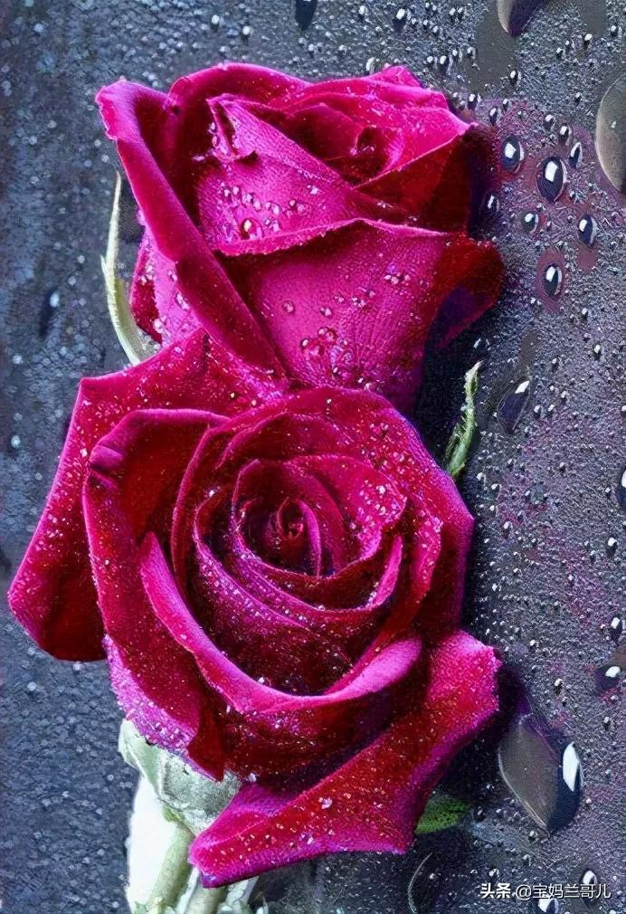 漂亮又特别的玫瑰花图片,特别漂亮的彩色玫瑰花图片