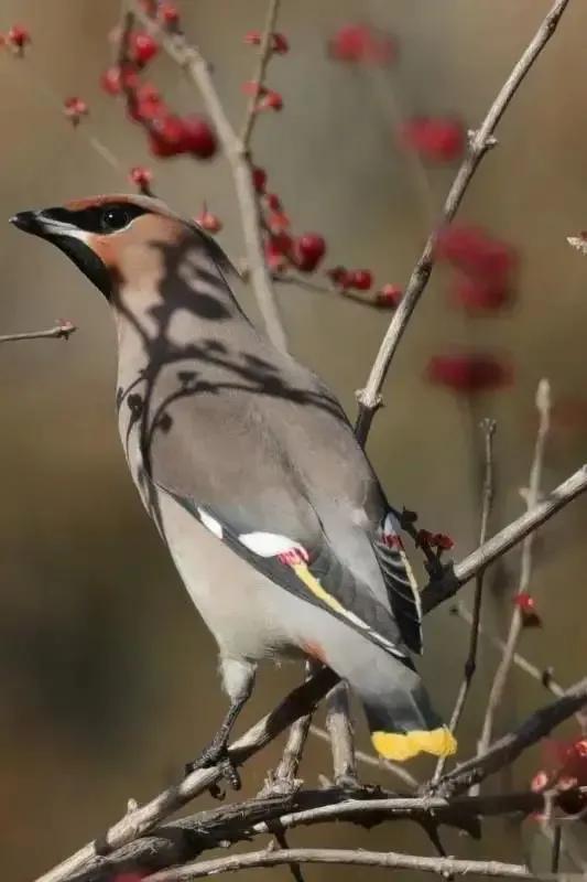 太平鸟图片大鸟,太平鸟图片大全高清壁纸