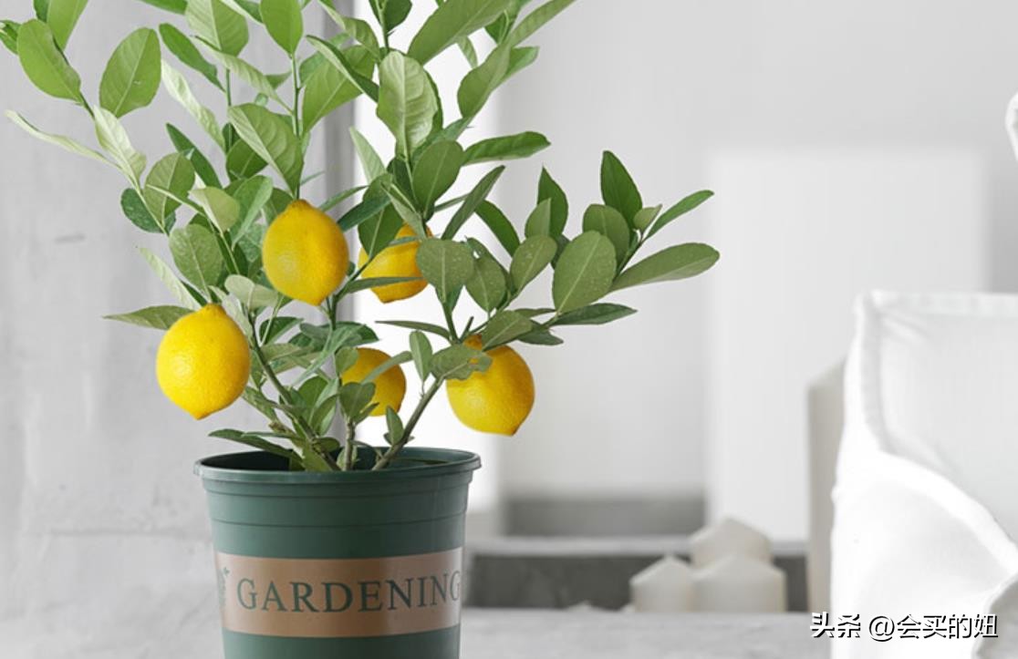 好看的绿植店铺推荐,招财又好养的店铺绿植