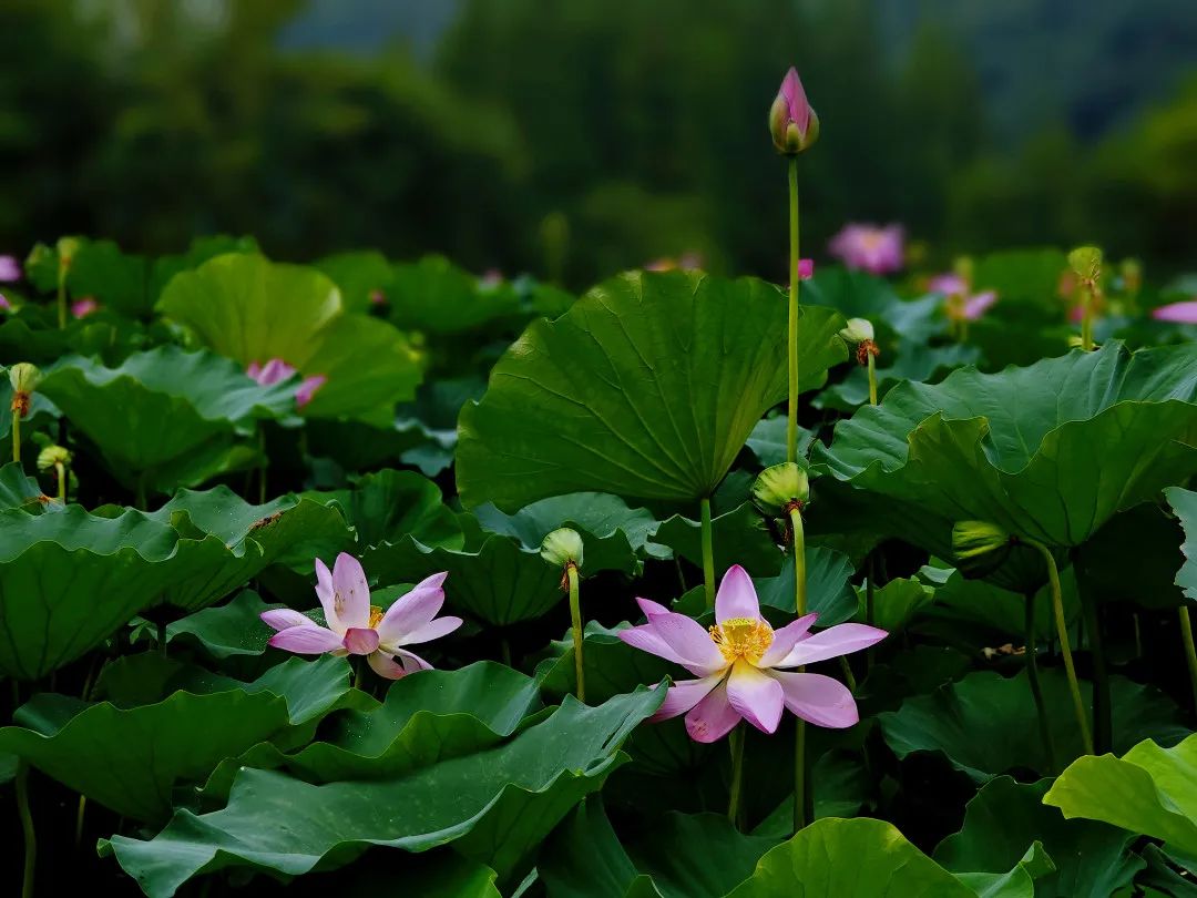信阳南湾湖一日游详细攻略,信阳三日游攻略
